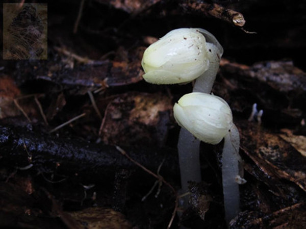 幽灵之花——水晶兰图片