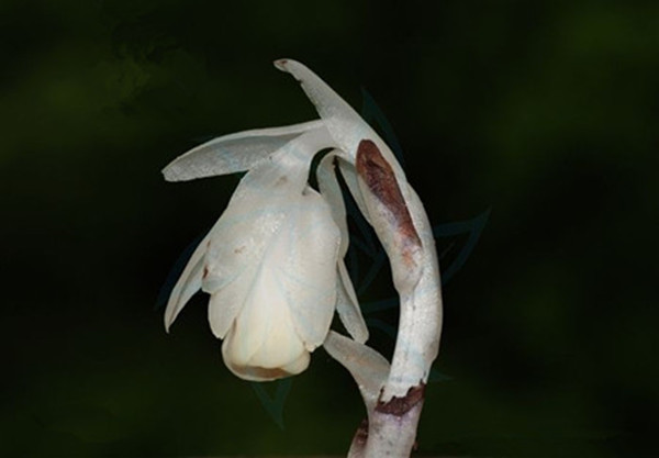 幽灵之花——水晶兰图片