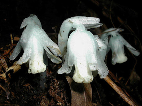 幽灵之花——水晶兰图片