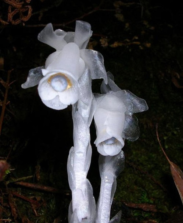 幽灵之花——水晶兰图片