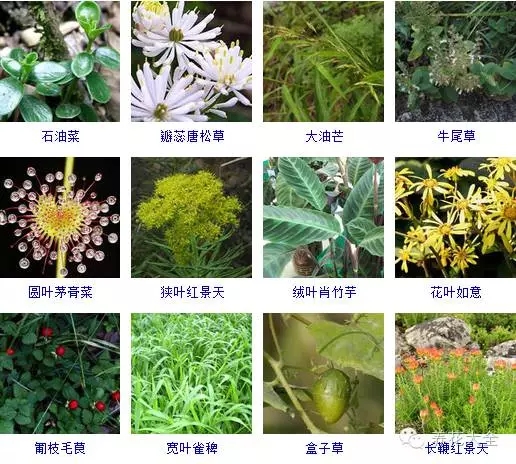 288种草本植物，没见过的赶紧收起来~