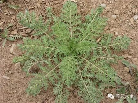 播娘蒿