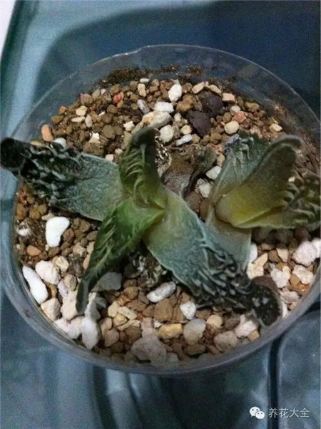 死亡原因一：暴晒高温