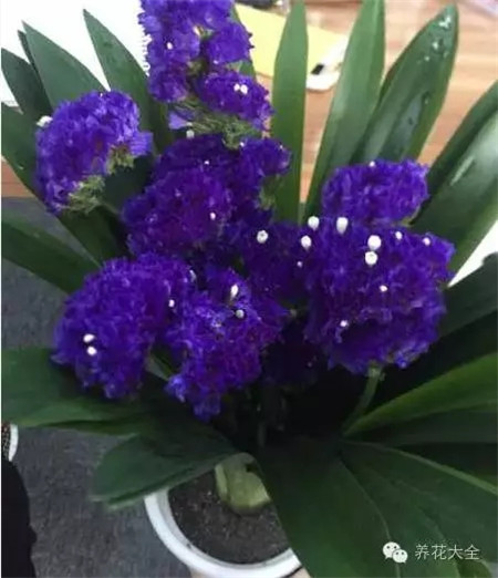 花友的“相思兰”