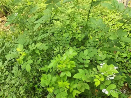 花友的“藤本月季”