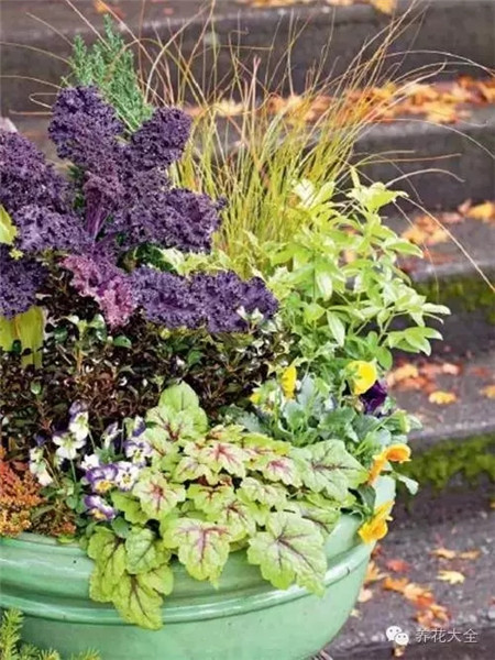 甘蓝与耐寒植物