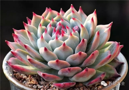 多肉植物果冻色