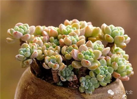 多肉植物果冻色