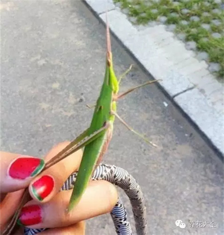 蚱蜢图片