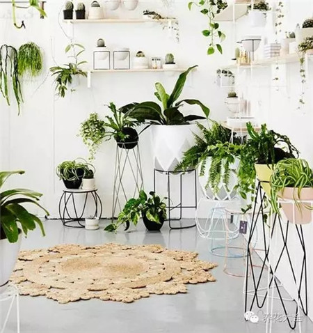 客厅——客厅有绿叶，聚财有生机