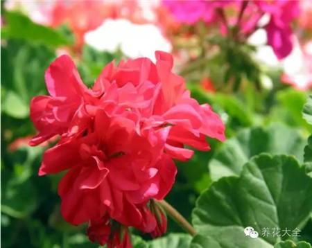 东厨房：摆红花助健康