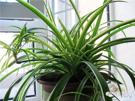 西厨房：摆黄花来财运