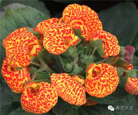 北厨房：摆橙花增活力