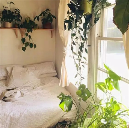 卧室不宜选择浓香植物