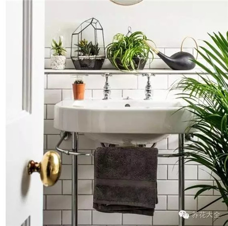 卫浴要旺财，阴生植物不可缺