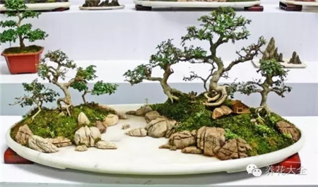 山石盆景欣赏美图