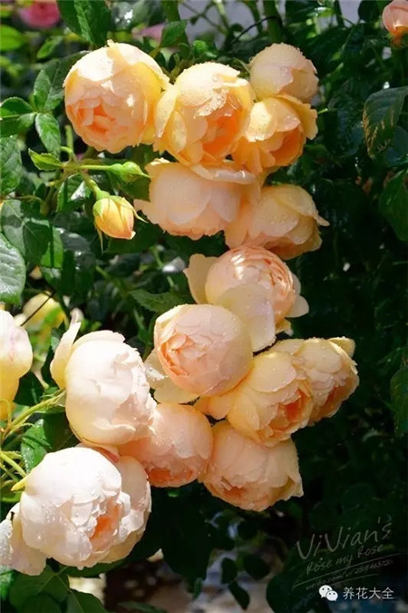 月季花沃勒顿老庄园