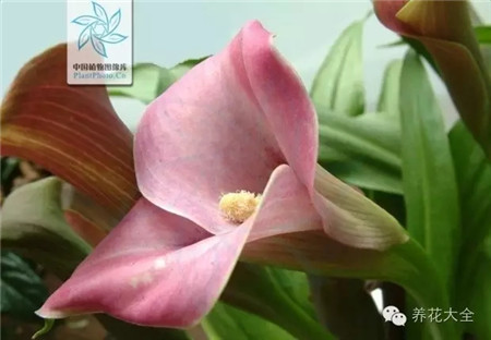 马蹄莲生长习性