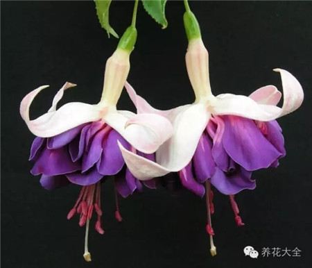 倒挂金钟休眠期管理