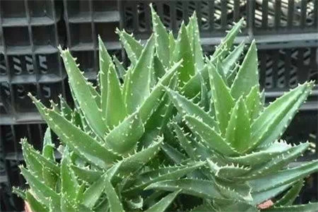 家庭自制杀虫剂，好用无公害！