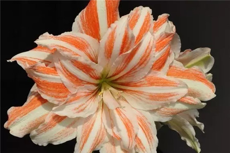 家庭自制杀虫剂，好用无公害！