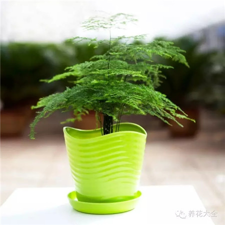 全株的更新修剪