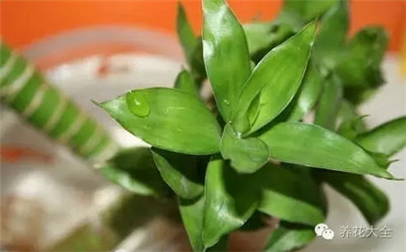 富贵竹养护温度