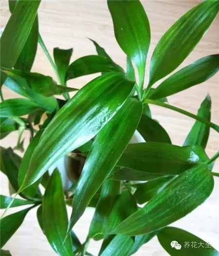 富贵竹养护光照