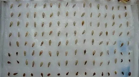 将种子用温水浸泡