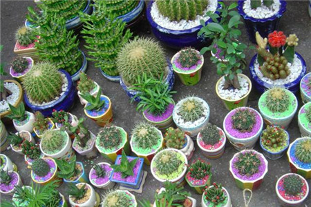 买花要遵循的7个原则