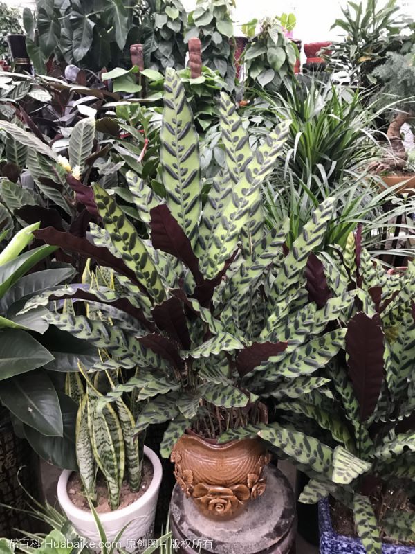箭羽竹芋