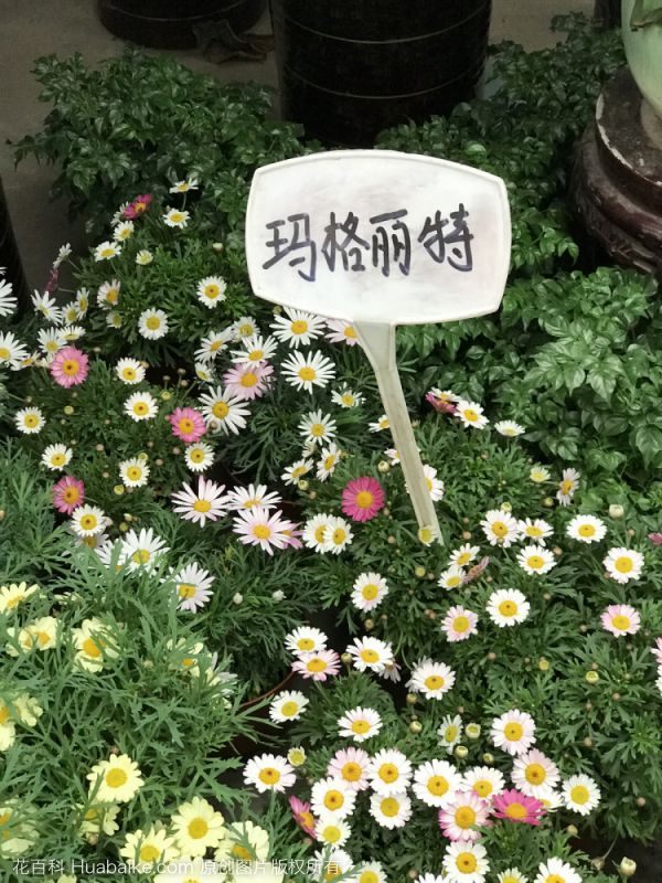 玛格丽特