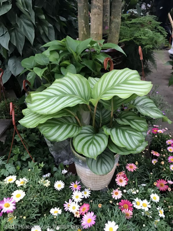 青苹果竹芋
