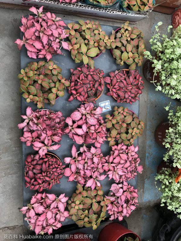 网纹草
