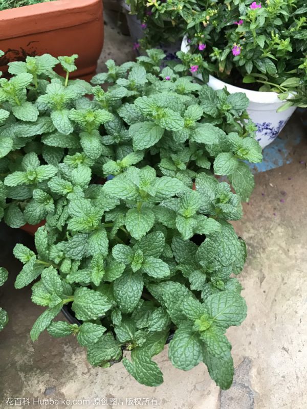 吸毒草