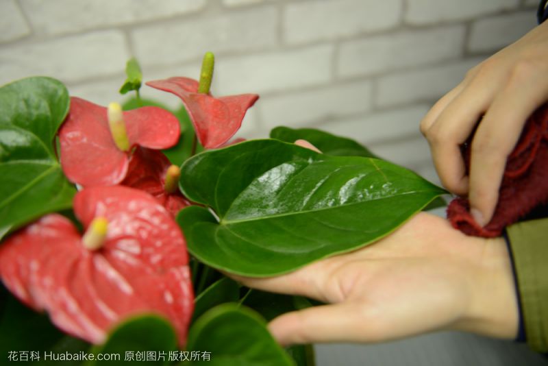 红掌