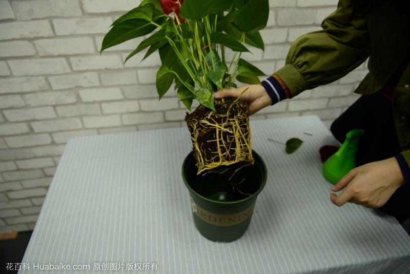 红掌