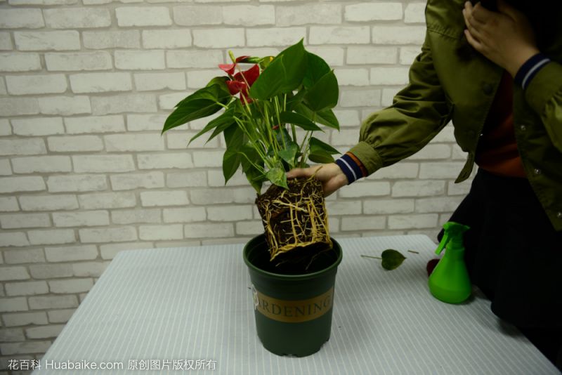红掌
