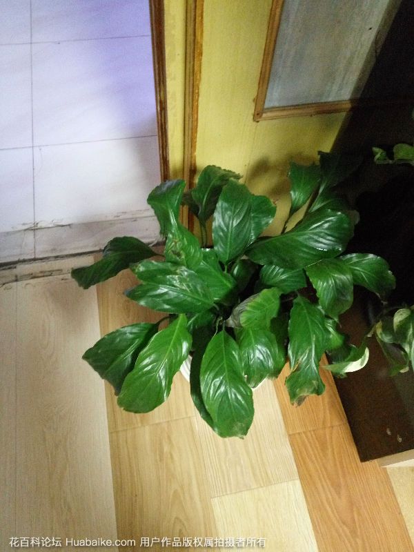 白掌