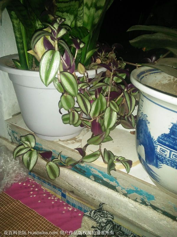 吊竹梅