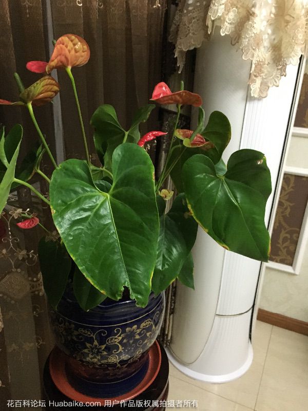 红掌