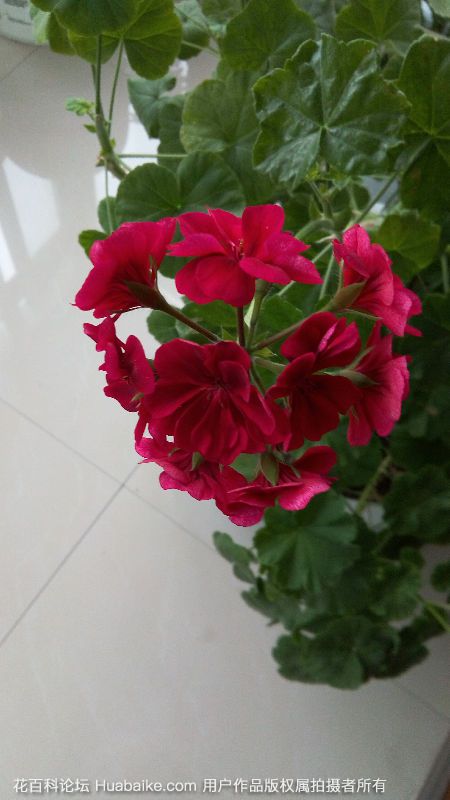 天竺葵