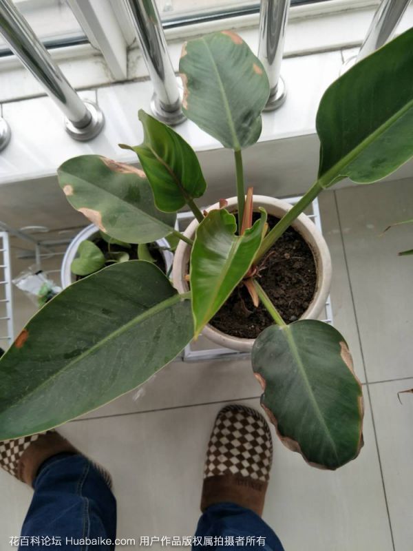 滴水观音