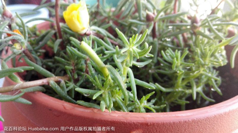 太阳花