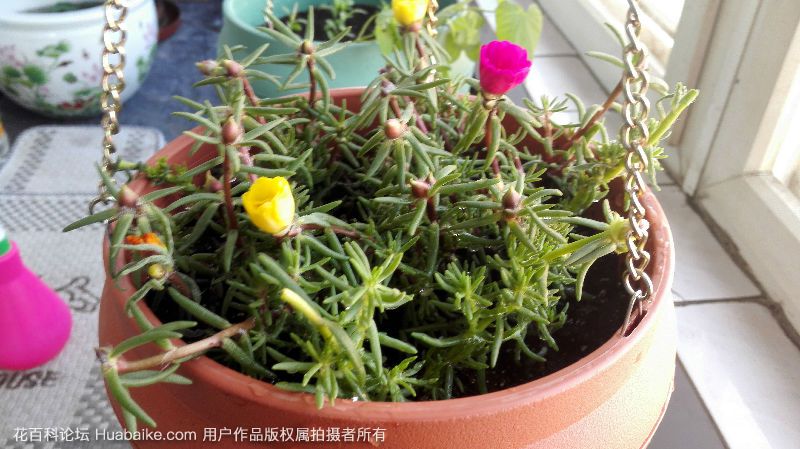 太阳花