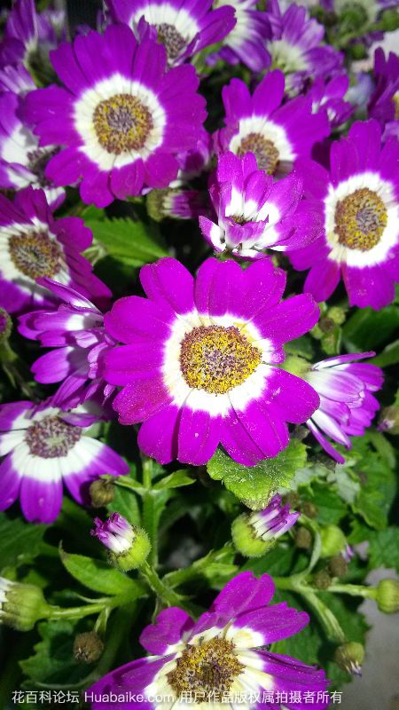 瓜叶菊