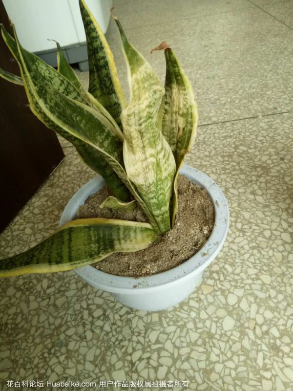 虎皮兰