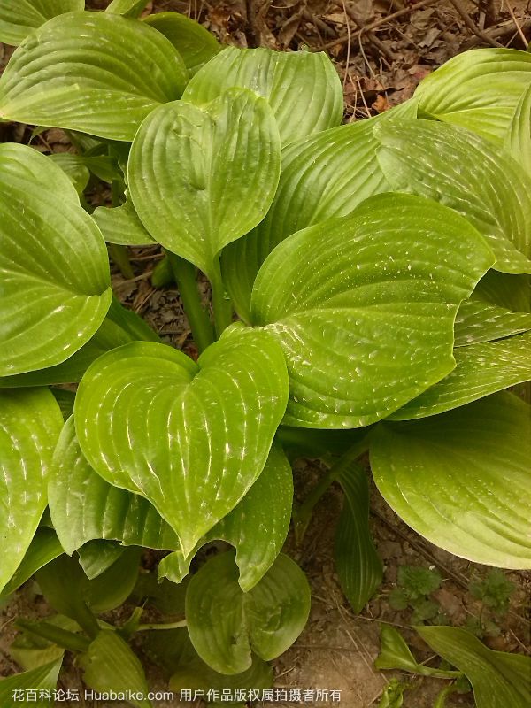 竹芋