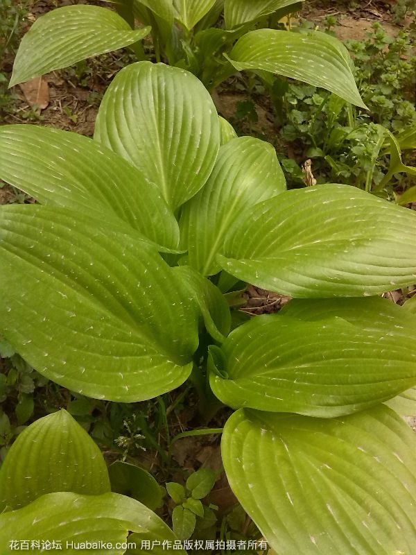 竹芋