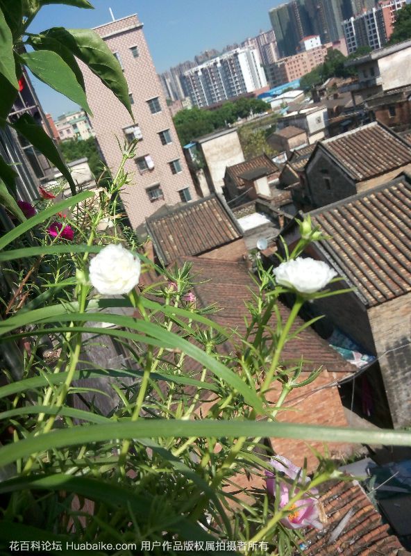 太阳花